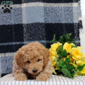 Ethan, Mini Goldendoodle Puppy